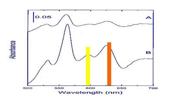 Spectre d’absorption de la lumière selon la longueur d’onde (500 à 700 nm)