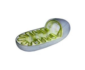 Schéma d’une mitochondrie, la centrale énergétique de la cellule